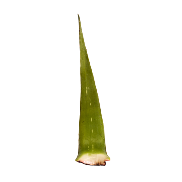 Aloe Vera 1 Count