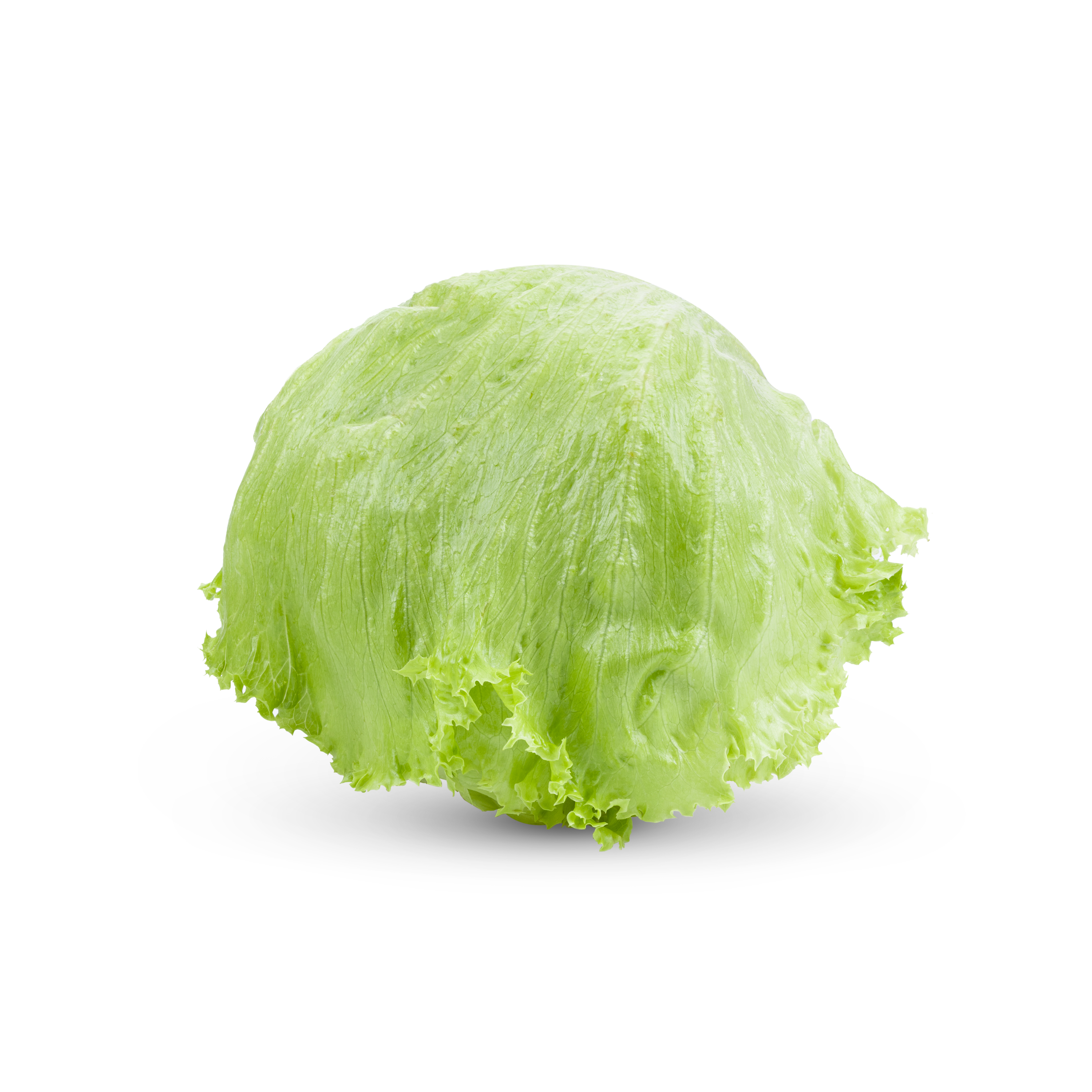 Lettuce Iceberg