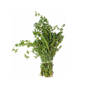 Thyme Jamaican
