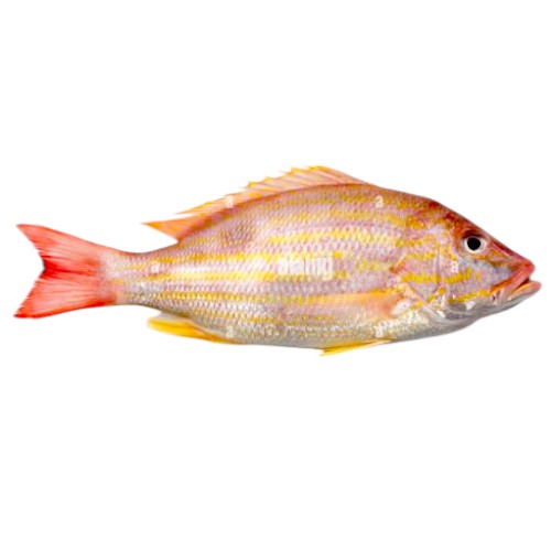 Fresh Lane Snapper Medium  (Approx. 300g - 350g)