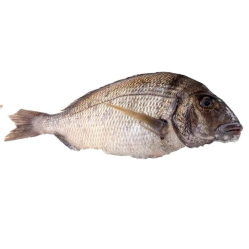 Fresh Porgy Fish                    (Approx. 300g - 350g)