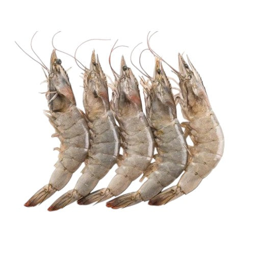 Frozen Head On White Shrimp (Size 30-40)  4lbs