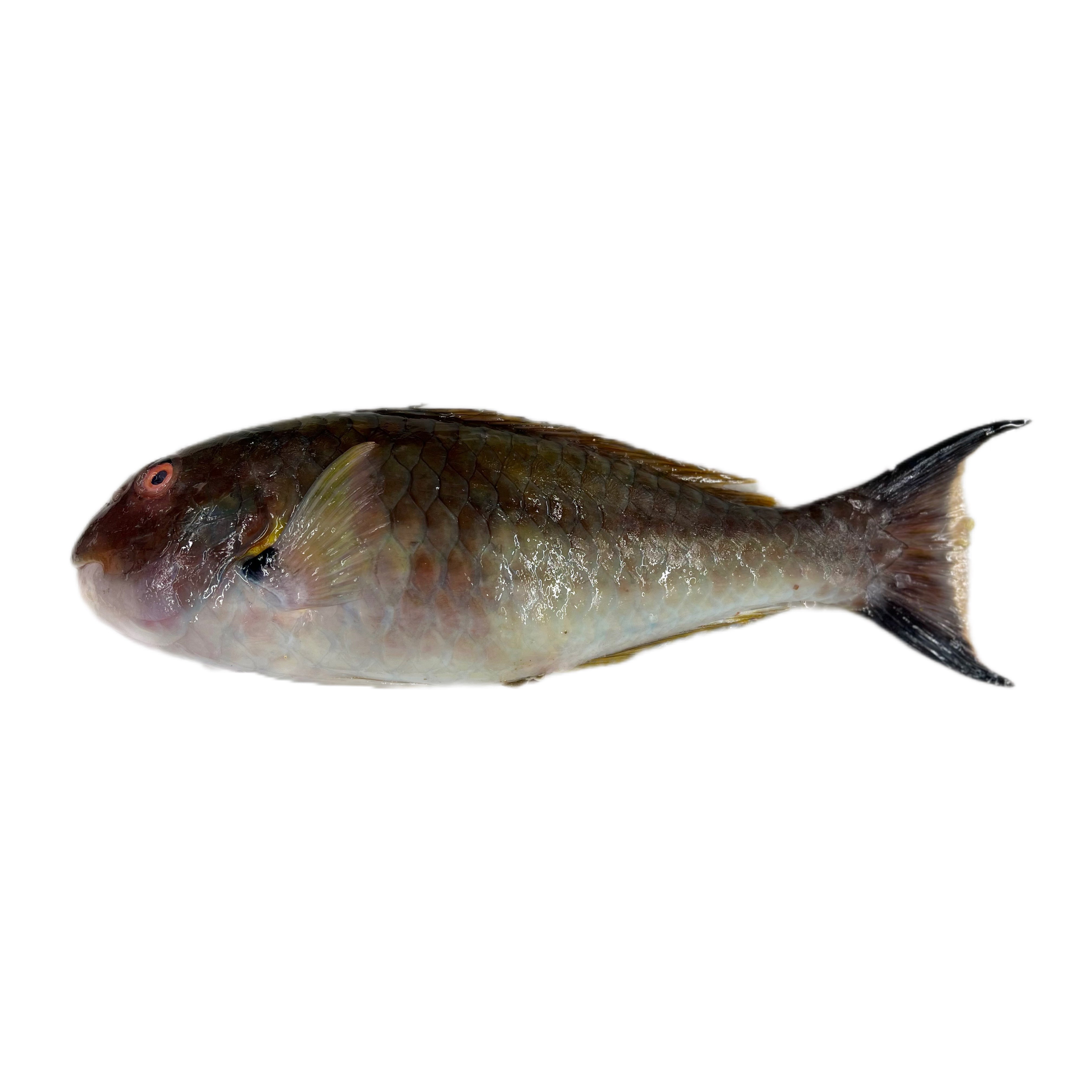 One Parrot Fish 1-2Lb WGGS