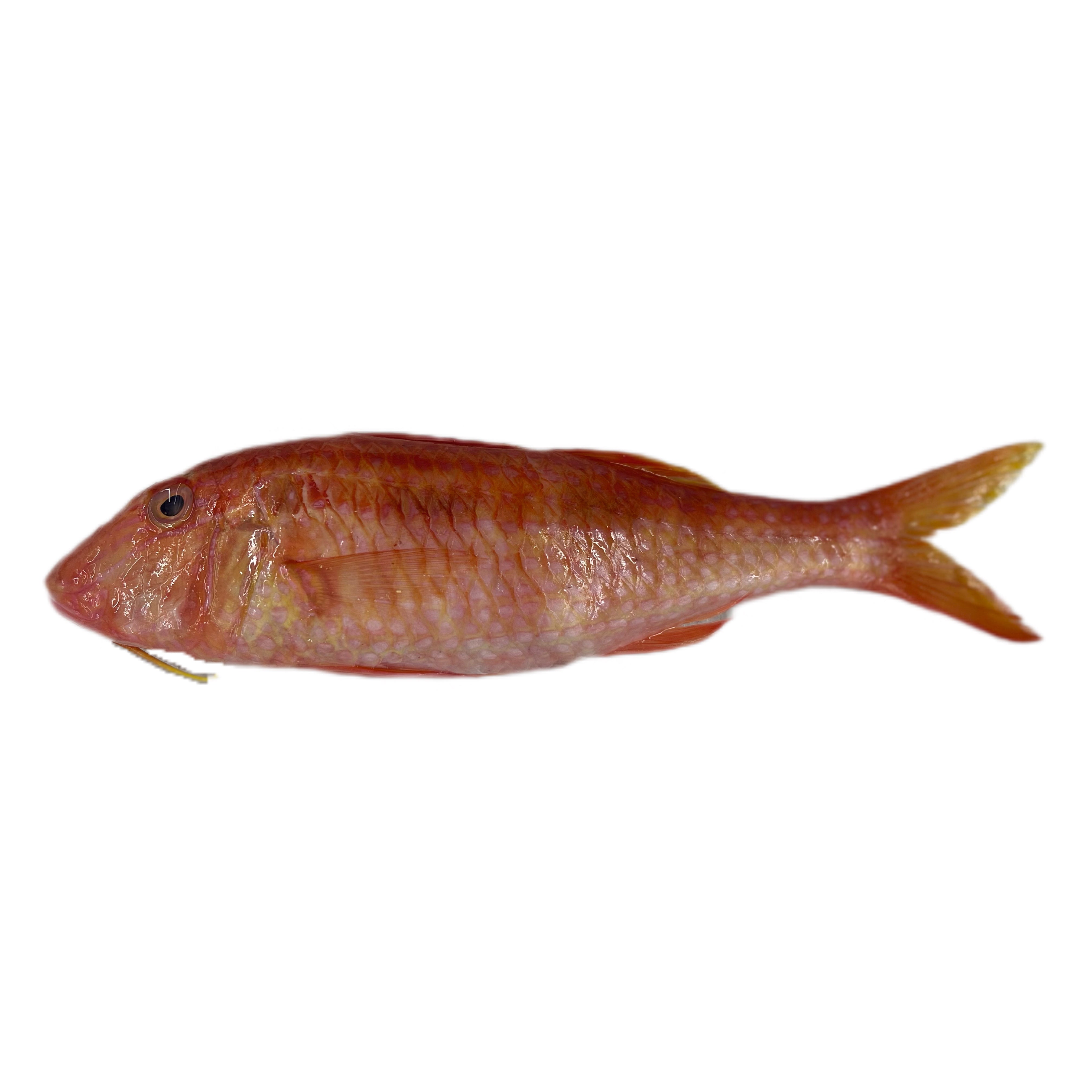 One Red Mullet 1/4-1/2 WGGS