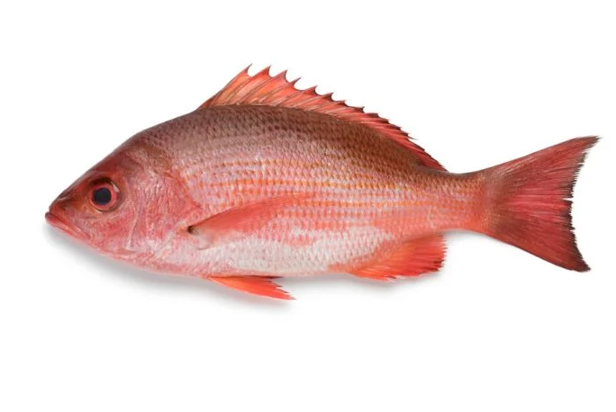 One Red Snapper 1/2-3/4Lb GGS
