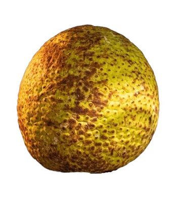 Breadfruit (Approx 3-4lbs Each)