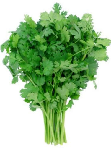 Cilantro