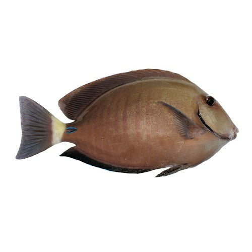 Fresh Doctor Fish                  (Approx. 300g - 350g)