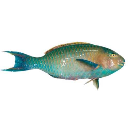 Fresh Parrot Fish                    (Approx. 300g - 350g)