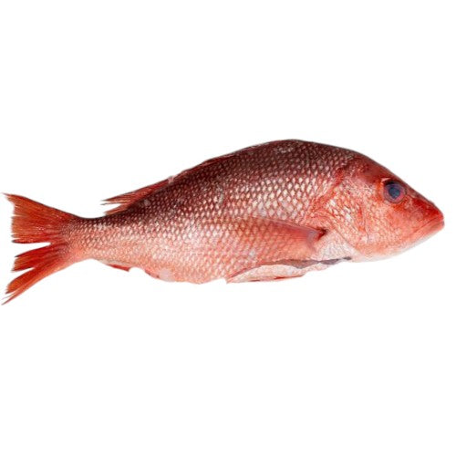 Fresh Red Snapper                (Approx. 300g - 350g)