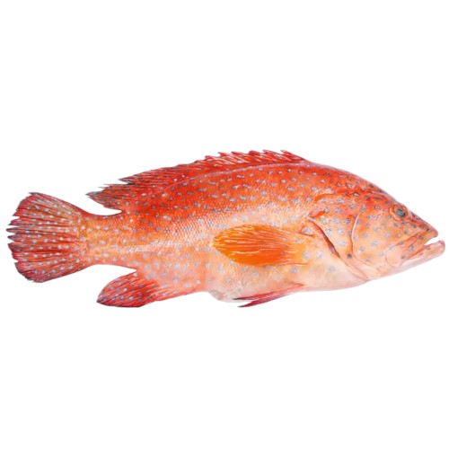 Fresh Strawberry Grouper     (Approx. 300g - 400g)