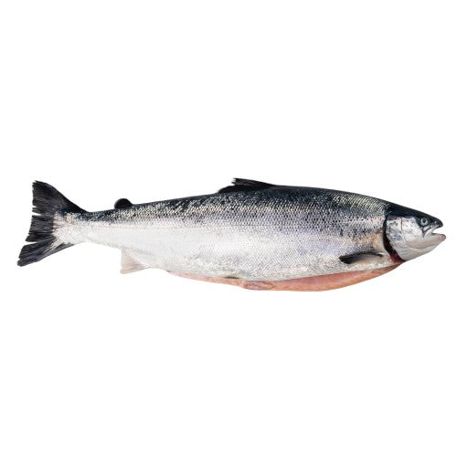 Whole Salmon                      (Approx. 4Kg - 4.5Kg)