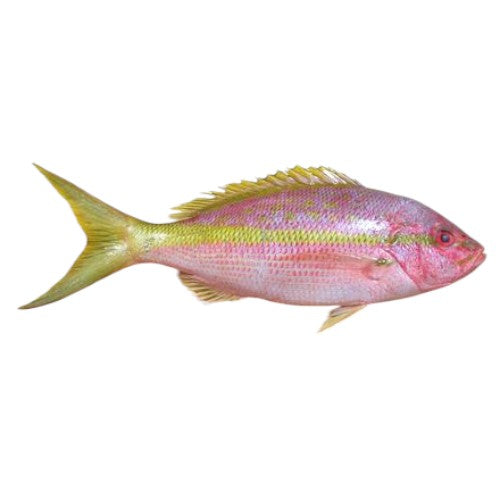 Fresh Yellow Tail Medium        (Approx. 300g - 350g)